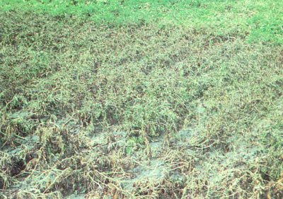 Domates tarlasında mildiyö zararı.